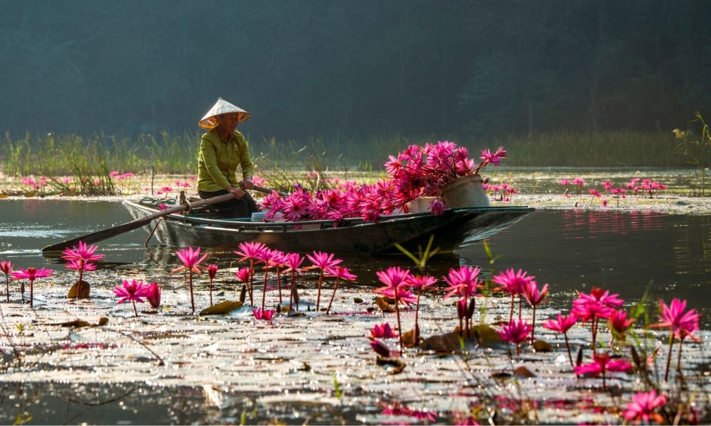 ninh-binh-water-lily-season